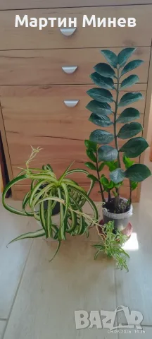 Хлорофитум и Замиакулкас 