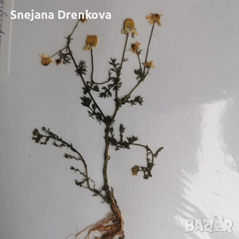 Систематичен хербарий, снимка 9 - Ученически пособия, канцеларски материали - 54219500