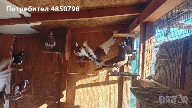  Гълъби на въртене  , снимка 2 - Гълъби - 55553706