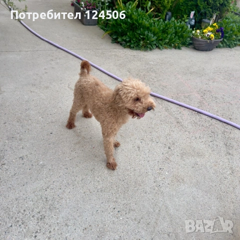 Той пудел , снимка 2 - Пудели - 54579512