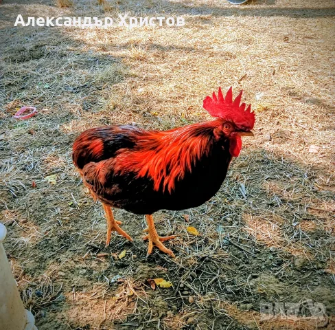 кокошки различни породи, снимка 6 - други­ - 55460290
