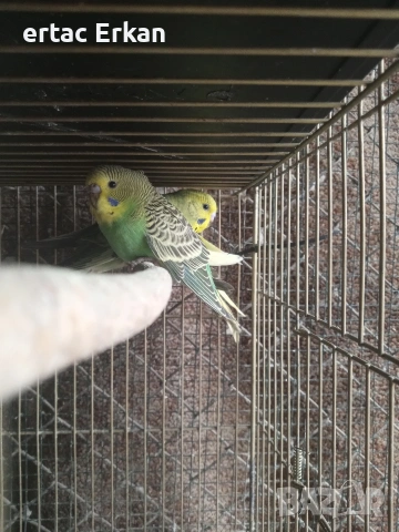 вълнисти папагали 