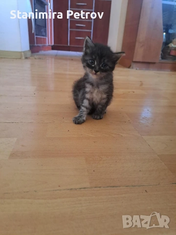 Ангорски котки, снимка 5 - Ангорски - 54660407