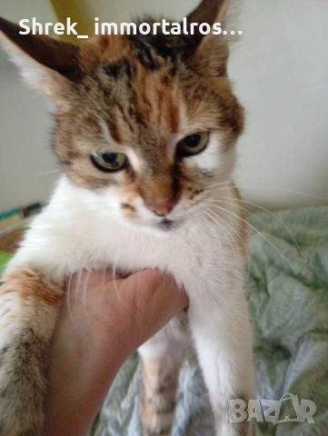 Коте търси дом