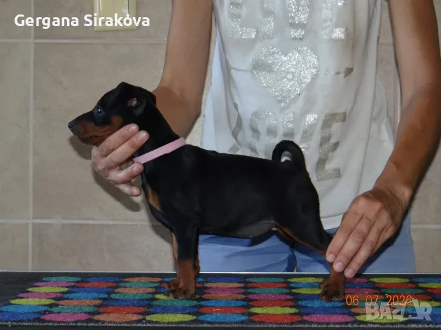 Миниатюрен Пинчер / zwergpinscher, снимка 2 - Пинчер - 55357983