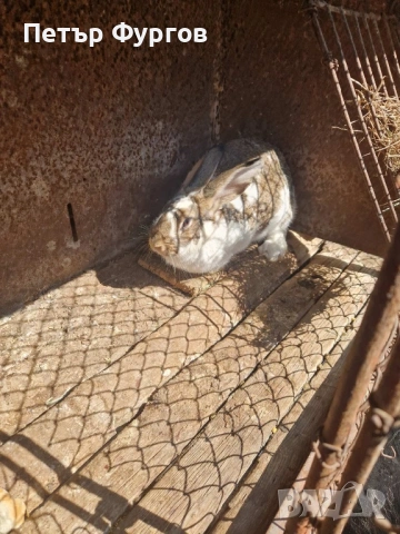 Продавам  женски заек 