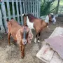 Дойни  кози област Варна , снимка 2