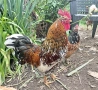 оплодени яйца от шведска цветна кокошка за люпене swedish flower hen, снимка 8