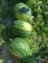 Продавам дини Романза, снимка 2