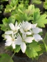 Pelargonium ‘Stellar White’ (Моловка Stellar White – бяла), снимка 2