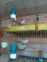 продавам канари малиноа и др, снимка 4