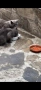 Британски котки, снимка 3