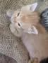 4 малки котенца, снимка 13