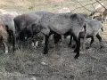 Черноглав Плевенски коч, снимка 2