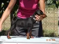 Миниатюрен Пинчер / zwergpinscher, снимка 7