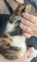 Подарявам котенца , снимка 3
