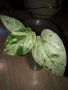 Epipremnum pinnatum marble , снимка 1