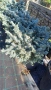 Глаука глобоза Glauca globosa, снимка 8
