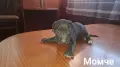 СВОБОДНИ ПИТБУЛИ, снимка 7