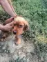 Продават се две кокер шпаньолки, снимка 2