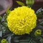 Tagetes Taishan Mix(Тагетис-Турта Тишан Микс), снимка 2