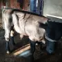 Мъжки Телета Ямбол , снимка 3