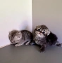 Шотландски котенца, снимка 6