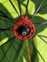 Предна капла Mavic Ksyrium Helium , снимка 4