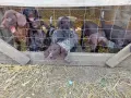 куцухар кучета!, снимка 4