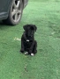 Cane Corso , снимка 1