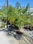 Палми Трахикарпус , Trachycarpus fortunei, снимка 3