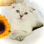 🐾 Продавам чистокръвни британски шиншила котенца 🐾  , снимка 1