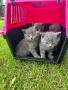 Британски котенца, снимка 4