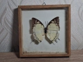 Препарирана Пеперуда в Рамка, снимка 2