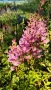 Астилбе, Astilbe, многогодишно за сянка!!, снимка 1