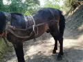 скопен кон много кротък , снимка 1