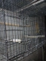 клетка развъдна за жако,амазона, снимка 2