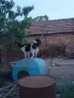Женска на 3 години, снимка 2