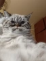 табй котета , снимка 1