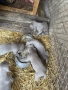 Кучета Ваймаранер, снимка 7