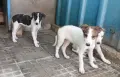 Английски хрътки, снимка 2