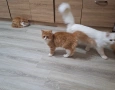 Персийски котета, снимка 10