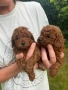 Пудел той/poodle toy, снимка 5