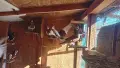  Гълъби на въртене  , снимка 2