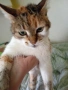Коте търси дом, снимка 1