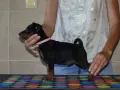 Миниатюрен Пинчер / zwergpinscher, снимка 2