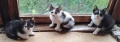 Подарявам котенце!, снимка 5