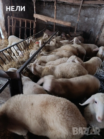 продавам агнета xxxxx xxx xxxx xxxxxxxxxxxxx 