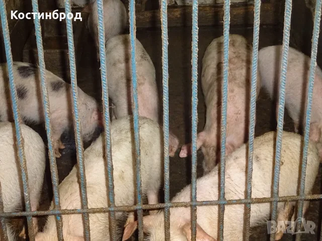 СВИНЕ МАЙКИ И прасета  - ЛИКВИДАЦИЯ