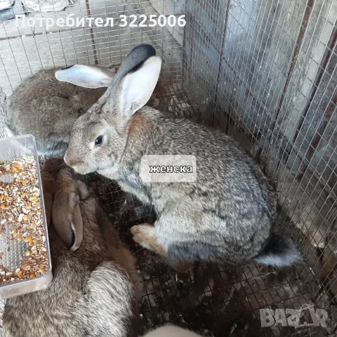 Домашни зайци на различна възраст
